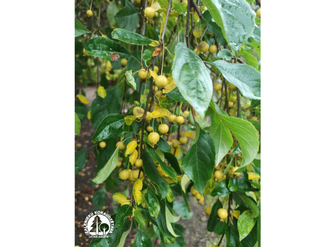Malus sachalinensis   'Pendula'